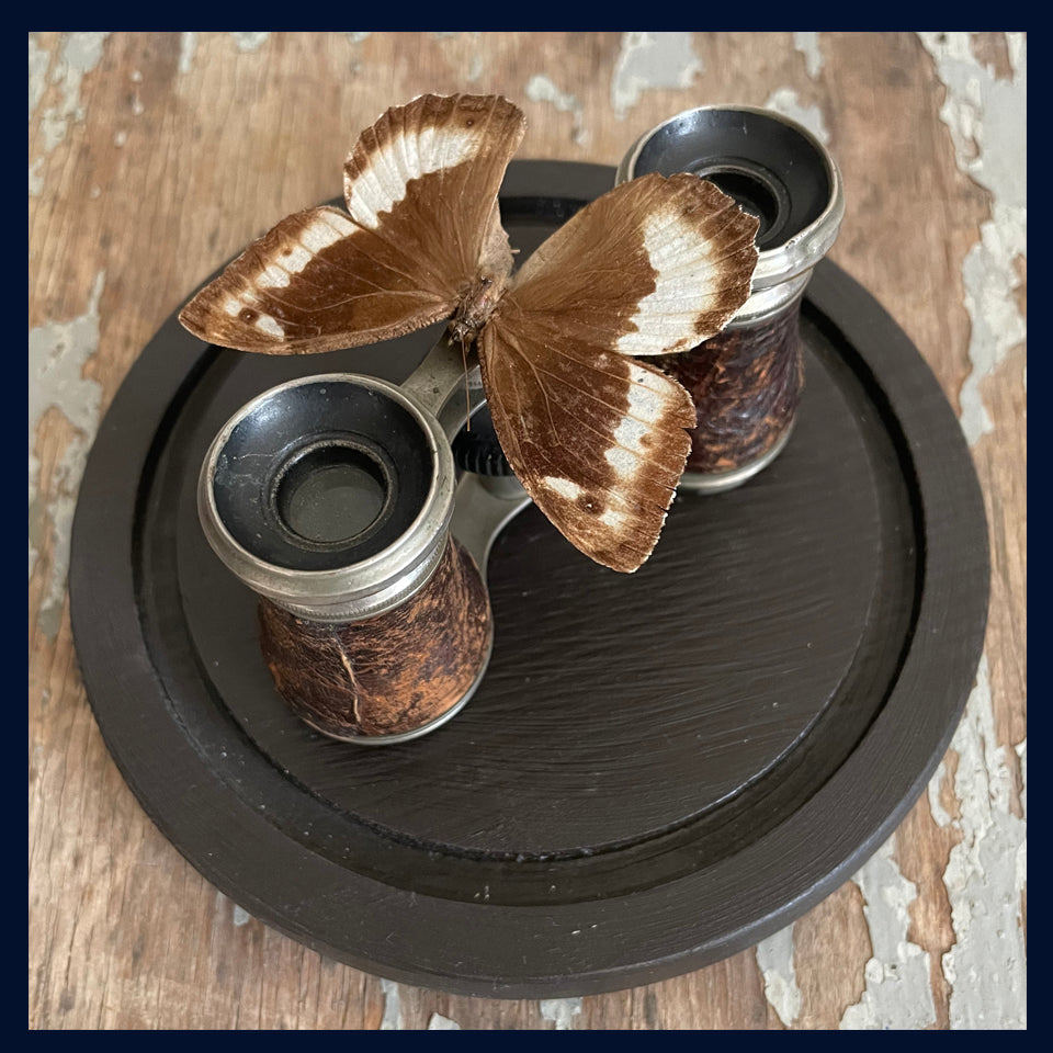 Enigma Variations Collection: Antique Opera Glasses with a Vintage Butterfly under a Glass Display Dome