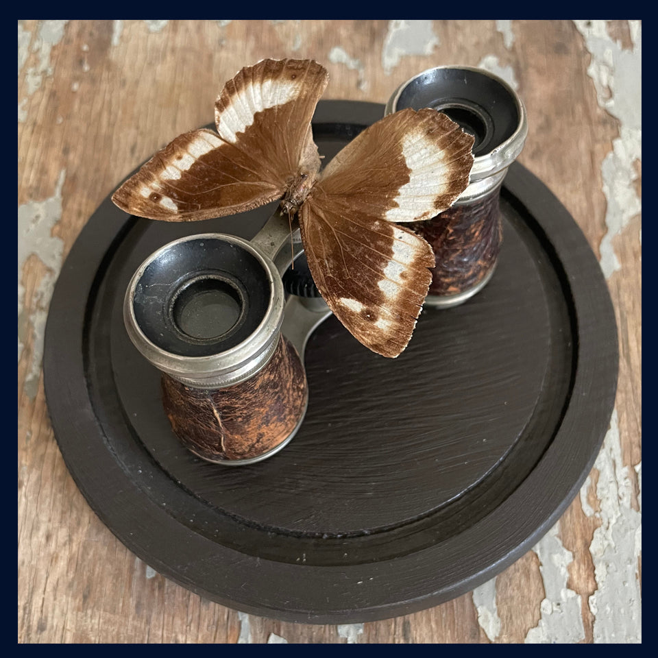 SOLD Enigma Variations Collection: Antique Opera Glasses with a Vintage Butterfly under a Glass Display Dome