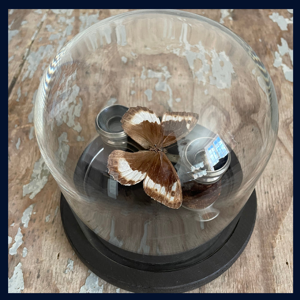 SOLD Enigma Variations Collection: Antique Opera Glasses with a Vintage Butterfly under a Glass Display Dome