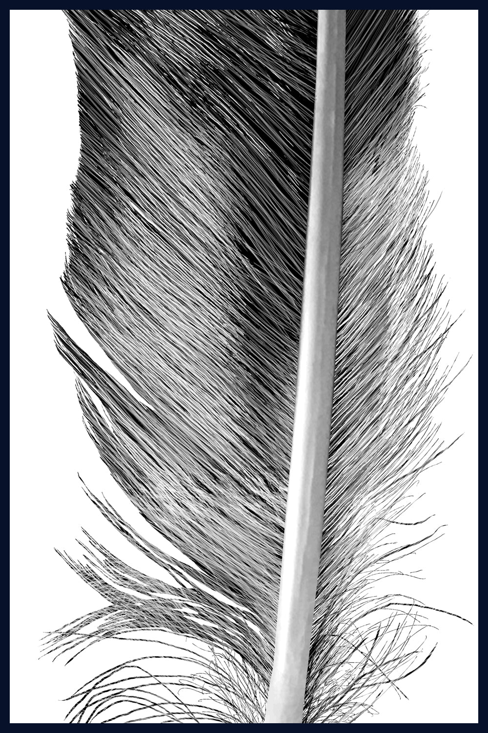 Quill, feather, Norfolk. Pen and Ink artwork by Jac Scott