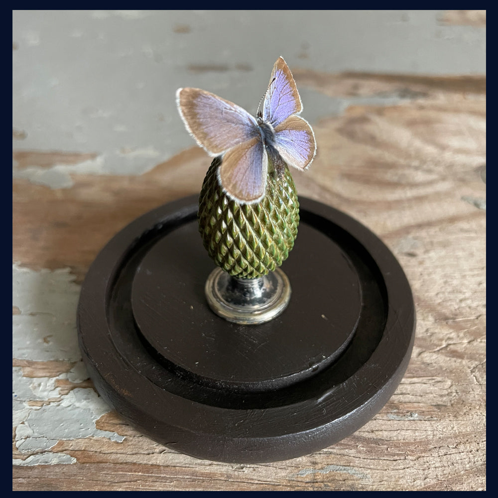 SOLD - Enigma Variations Collection: Antique Samovar Finial with a Butterfly in a Display Dome