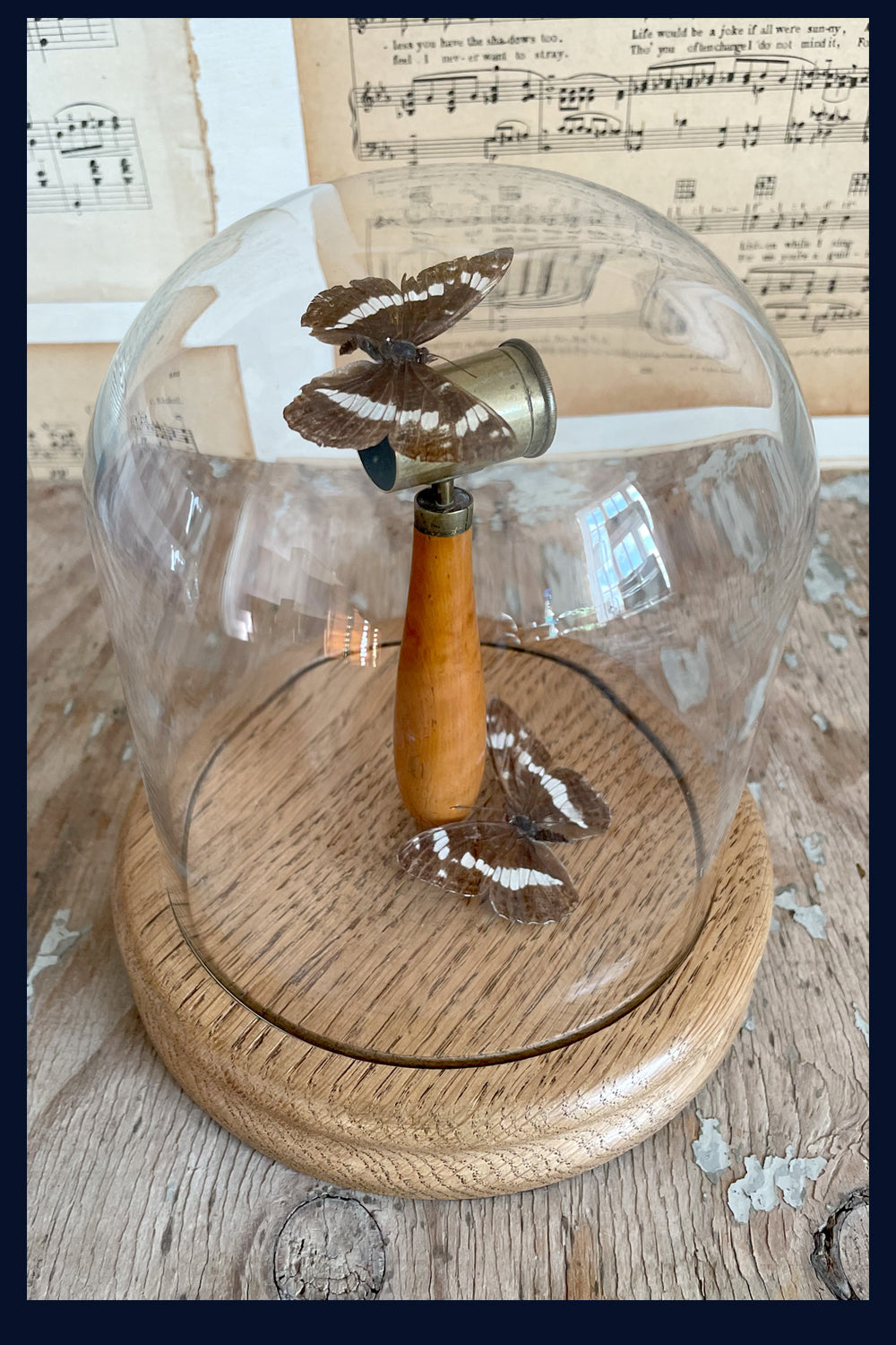 SOLD - Enigma Variations Collection: Antique Hunting Brass & Wood 1800s Shot Measure with 2 Vintage Butterflies in a Glass Display Dome