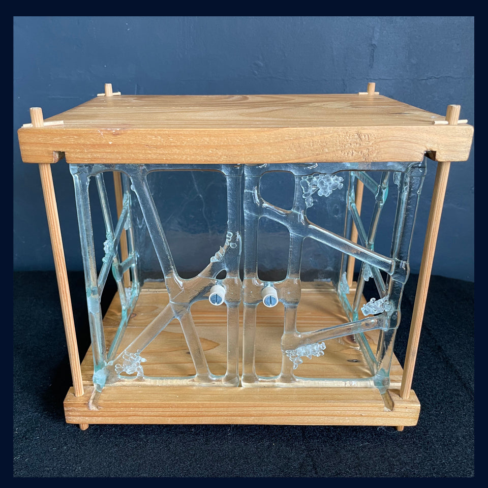 'Box' Clear Fused Glass & Wooden Box by Paula Rylatt