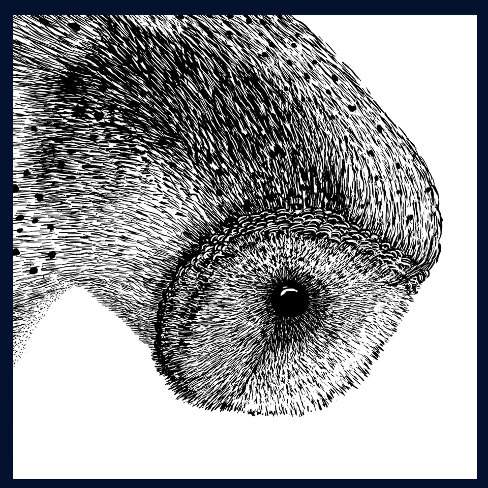 I Spy, Owl, Norfolk. Pen and Ink artwork by Jac Scott