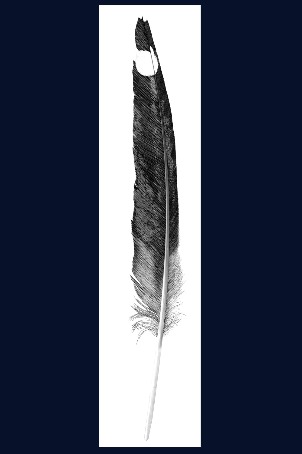 Quill, feather, Norfolk. Pen and Ink artwork by Jac Scott