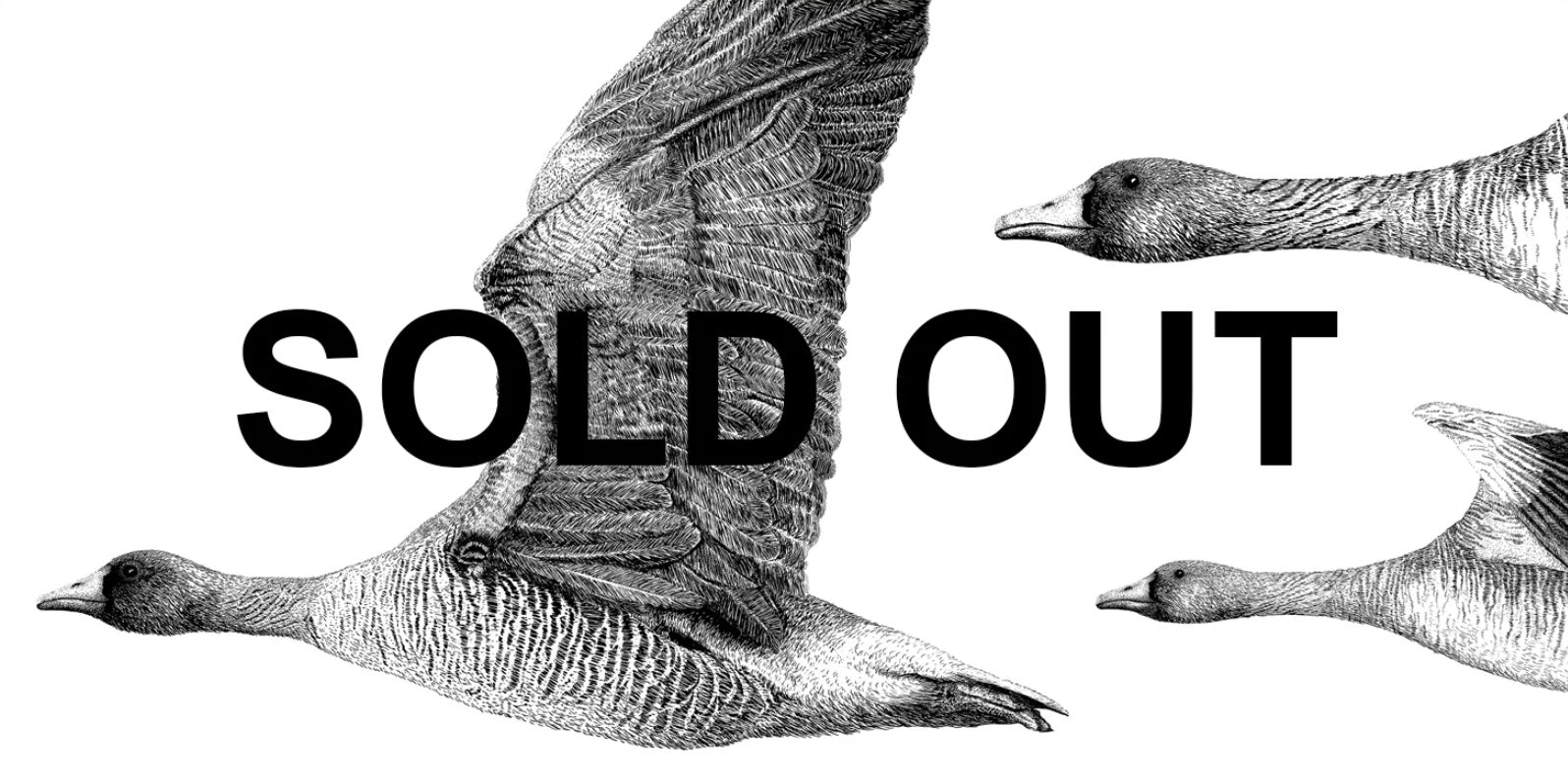 SOLD OUTt - Floated & Framed Aviary Collection: Sky Dance, Norfolk Limited Edition Fine Art Print