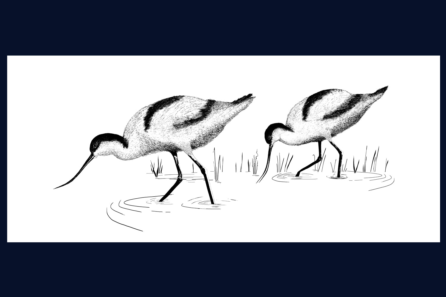 The Waders, Avocets. Norfolk. Pen and Ink artwork by Jac Scott