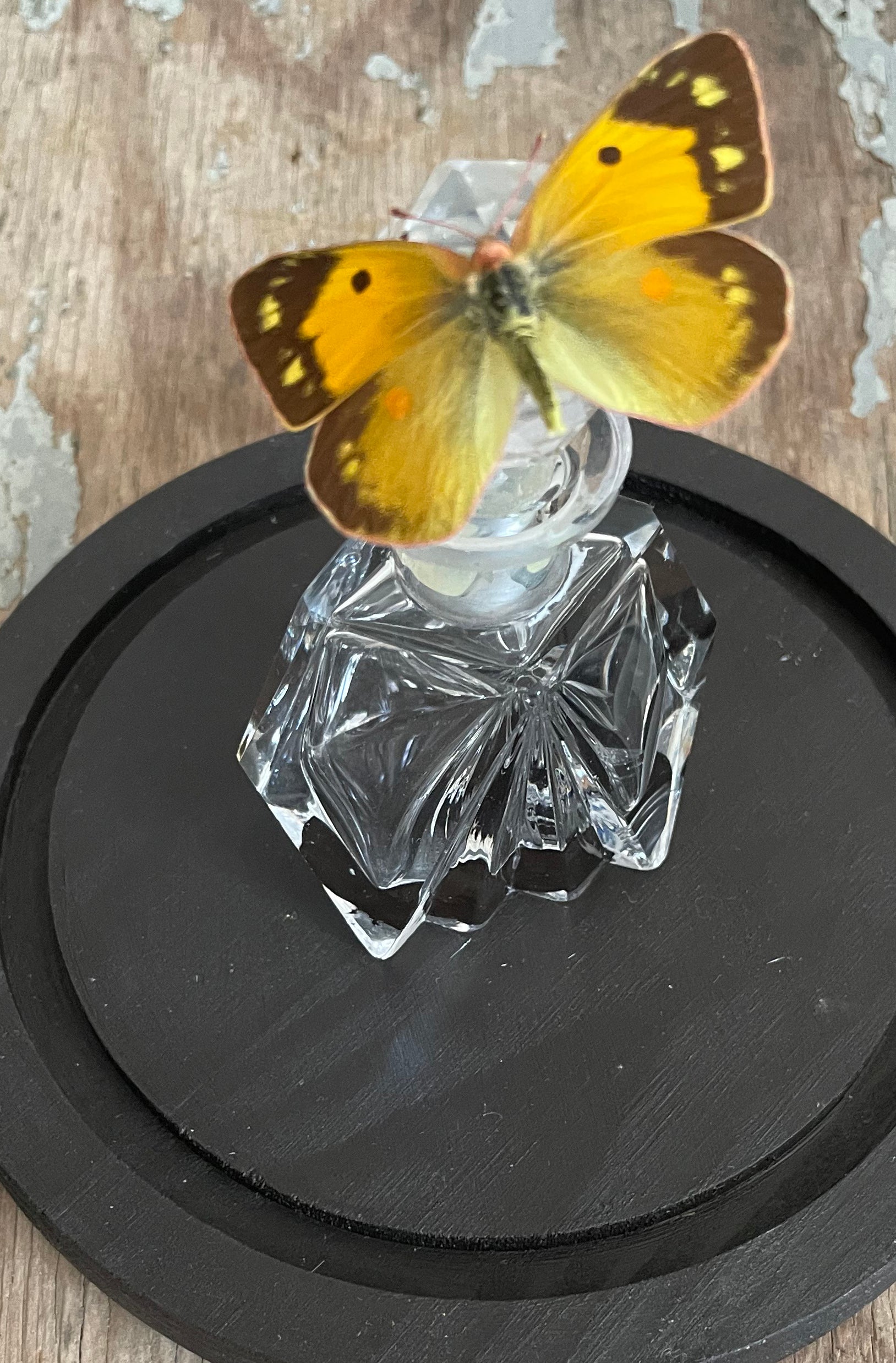 Enigma Variations Collection: Vintage Crystal Perfume Bottle with a Vintage Butterfly in a Glass Display Dome