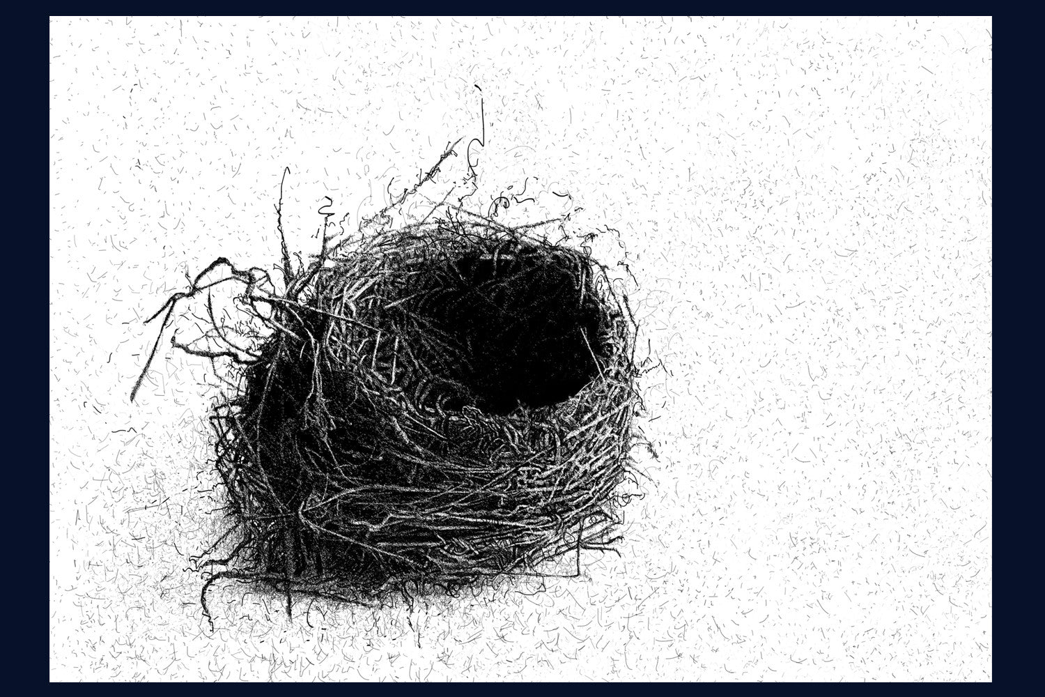 Blackbird Nest. Limited Edition of 50 Fine Art Print