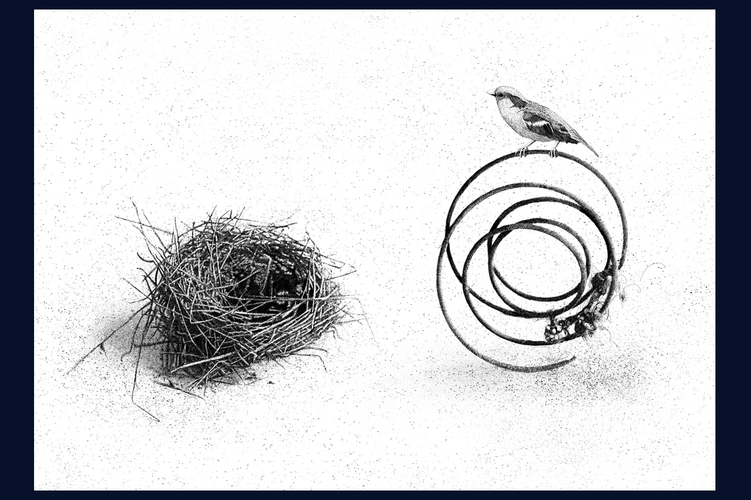 Home (Sparrow) Limited Edition of 50 Fine Art Print