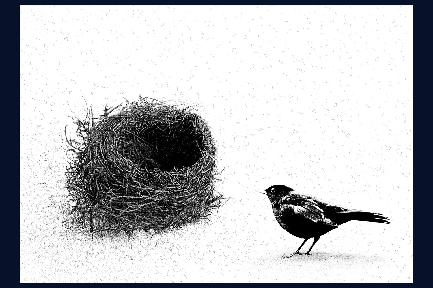 Home (Blackbird) Limited Edition of 50 Fine Art Print