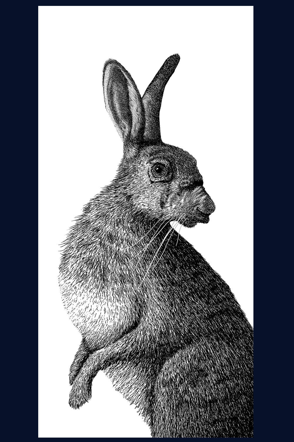 Hard stare hare 2 Norfolk limited edition fine art print by Jac Scott