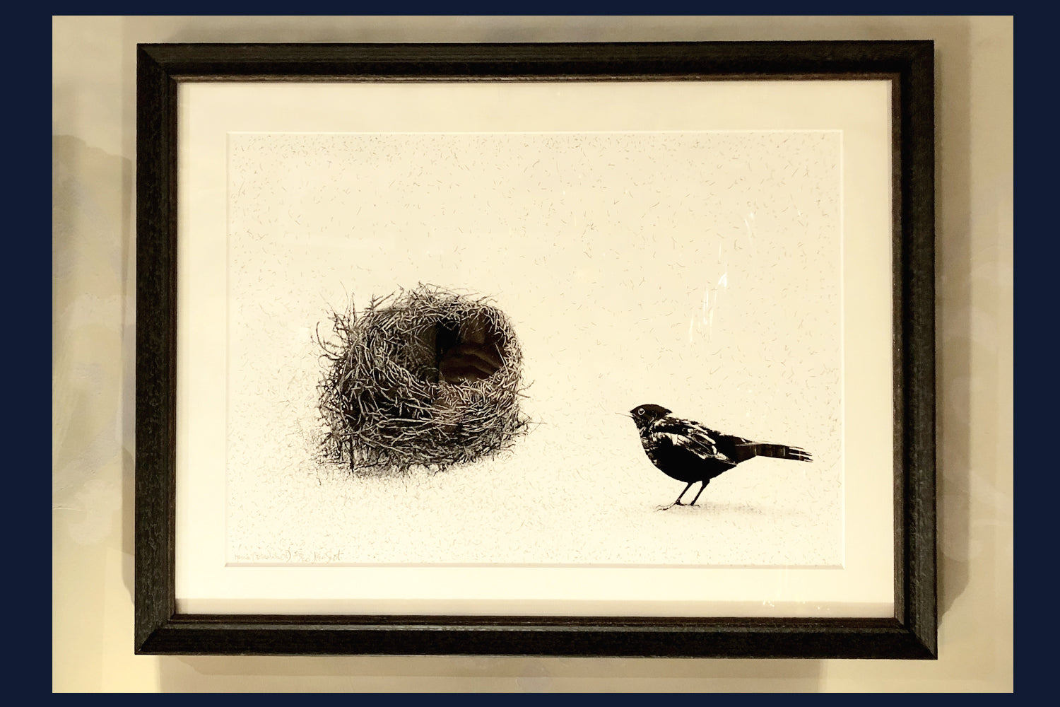 Black Bird and Nest. Norfolk. Pen and Ink artwork by Jac Scott