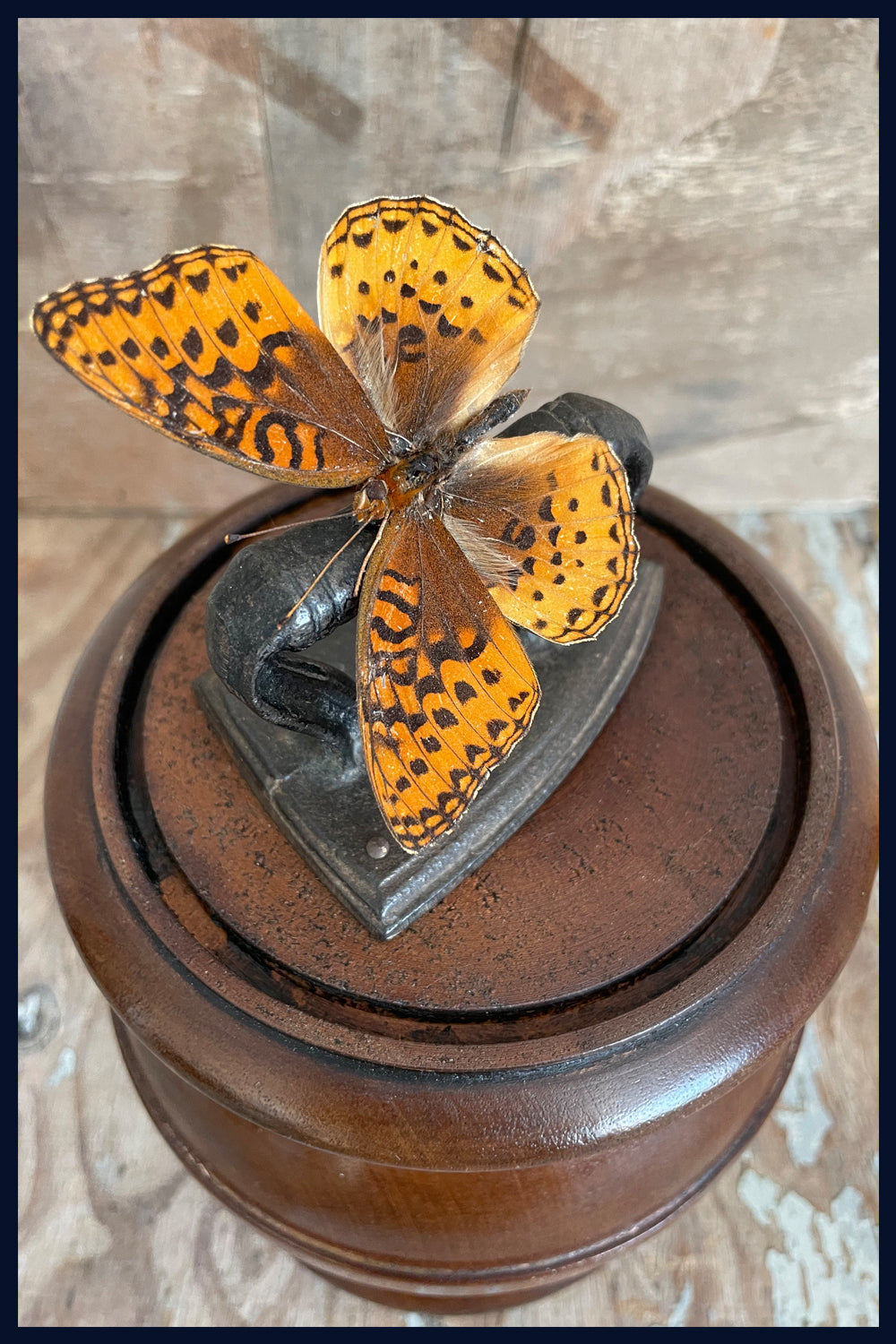Enigma Variations Collection: Tiny Antique Flat Iron with a Real Butterfly in an Antique Display Dome