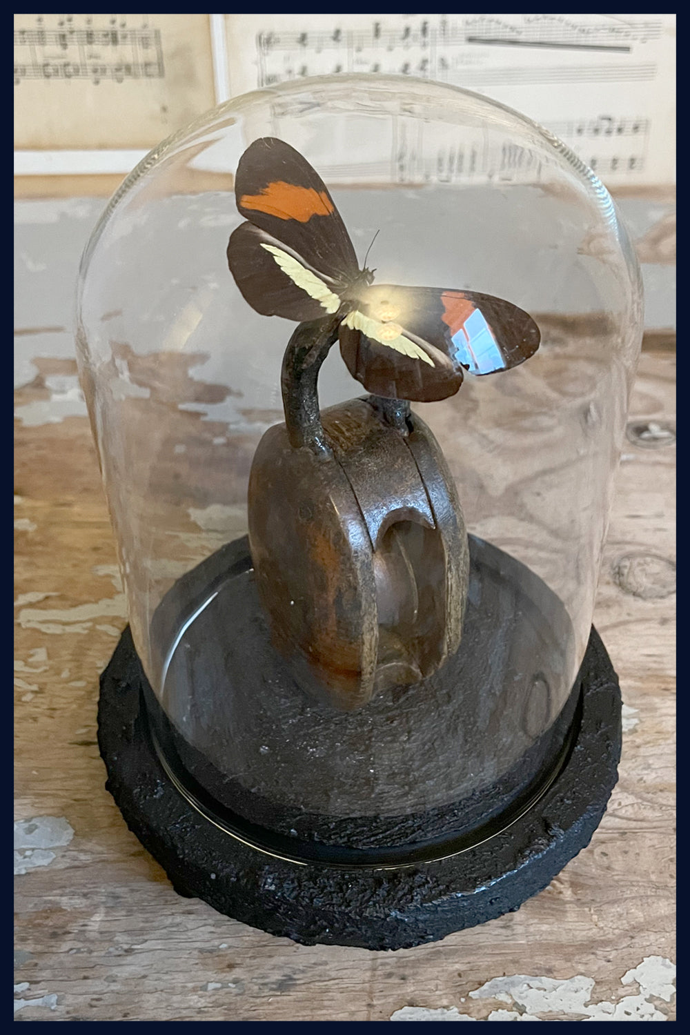 Enigma Variations Collection: Antique Wooden Pulley Block with a Real Butterfly in a Glass Display Dome