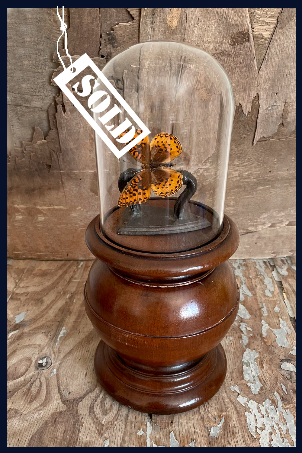 Enigma Variations Collection: Tiny Antique Flat Iron with a Real Butterfly in an Antique Display Dome