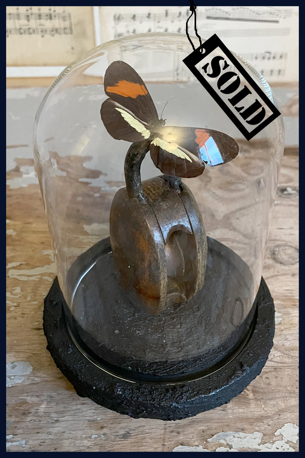 Enigma Variations Collection: Antique Wooden Pulley Block with a Real Butterfly in a Glass Display Dome