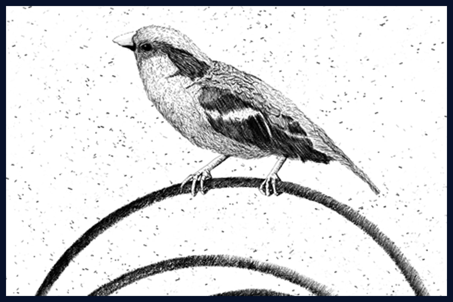 Home (Sparrow) Limited Edition of 50 Fine Art Print