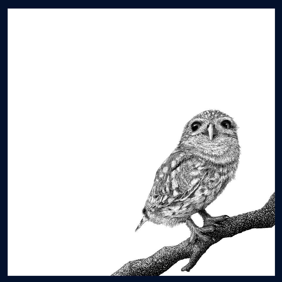 Little Owl, Norfolk. Norfolk owl sanctuary. Pen and Ink artwork by Jac Scott