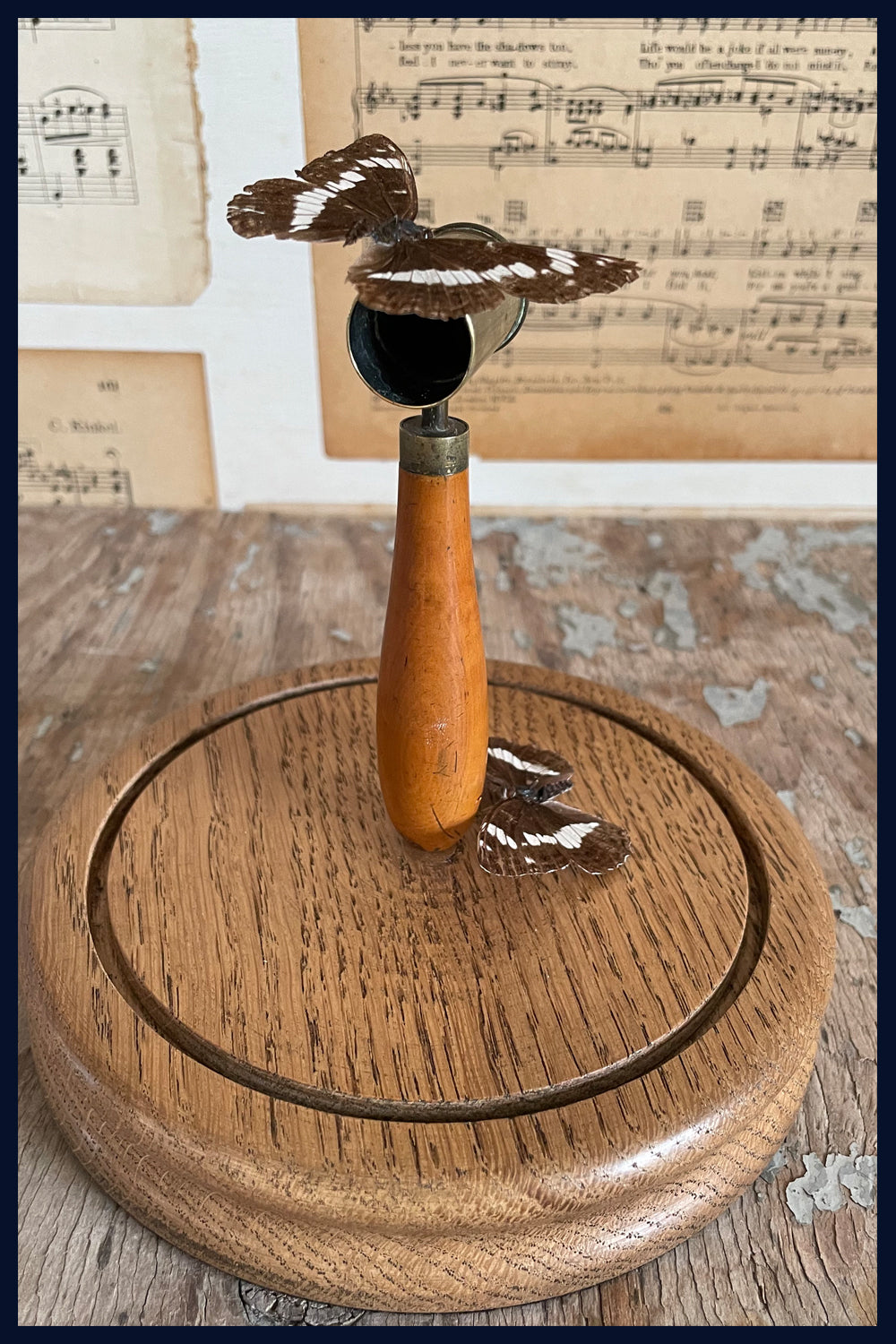 Enigma Variations Collection: Antique Hunting Brass & Wood 1800s Shot Measure with 2 Vintage Butterflies in a Glass Display Dome
