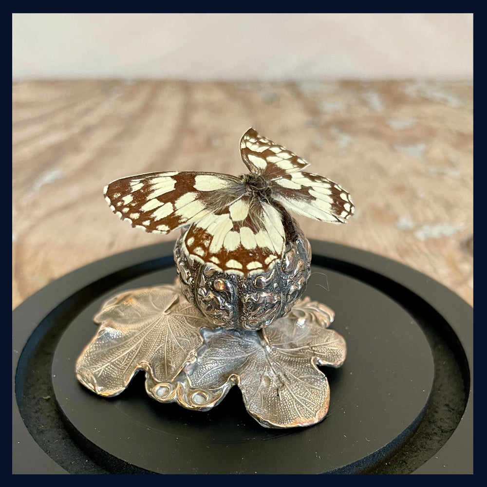 SOLD Enigma Variations Collection: Antique Silver-Plated Blackberry Teapot Finial with a Specimen Butterfly in a Glass Display Dome
