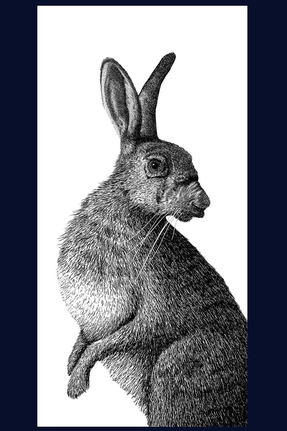 Hare, Norfolk. Pen and Ink artwork by Jac Scott