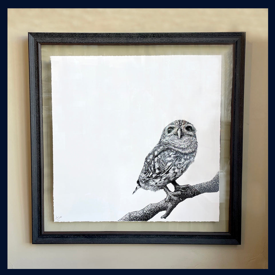 Little Owl, Norfolk. Norfolk owl sanctuary. Pen and Ink artwork by Jac Scott