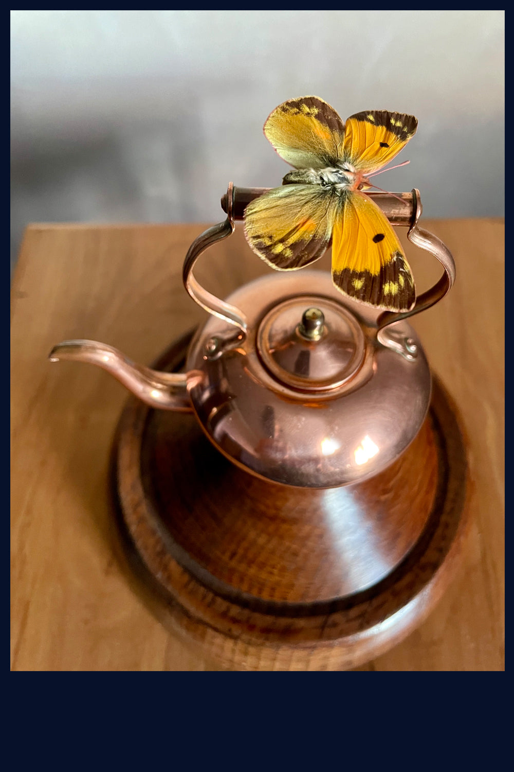 SOLD Enigma Variations Collection: Tiny Antique Copper Kettle with a Real Butterfly in a Glass Display Dome