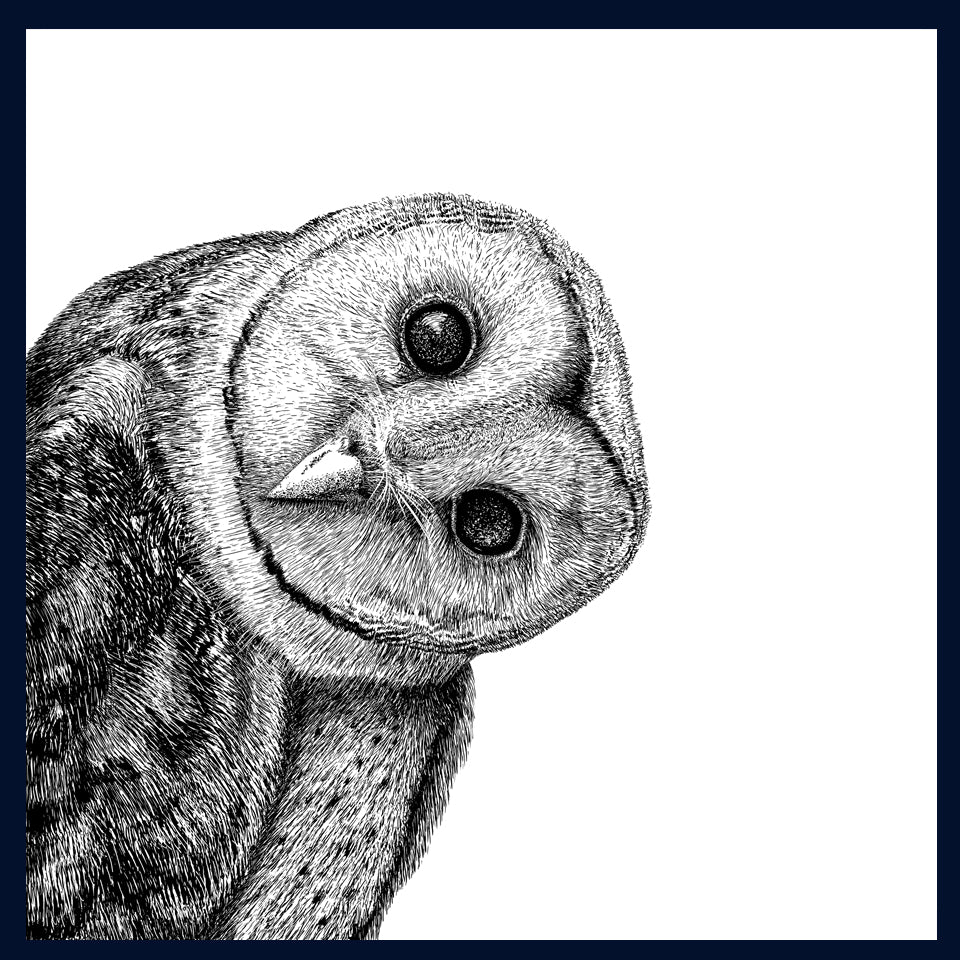 SOLD OUT A Hard Stare: Barn Owl. Limited Edition of 50 Fine Art Print