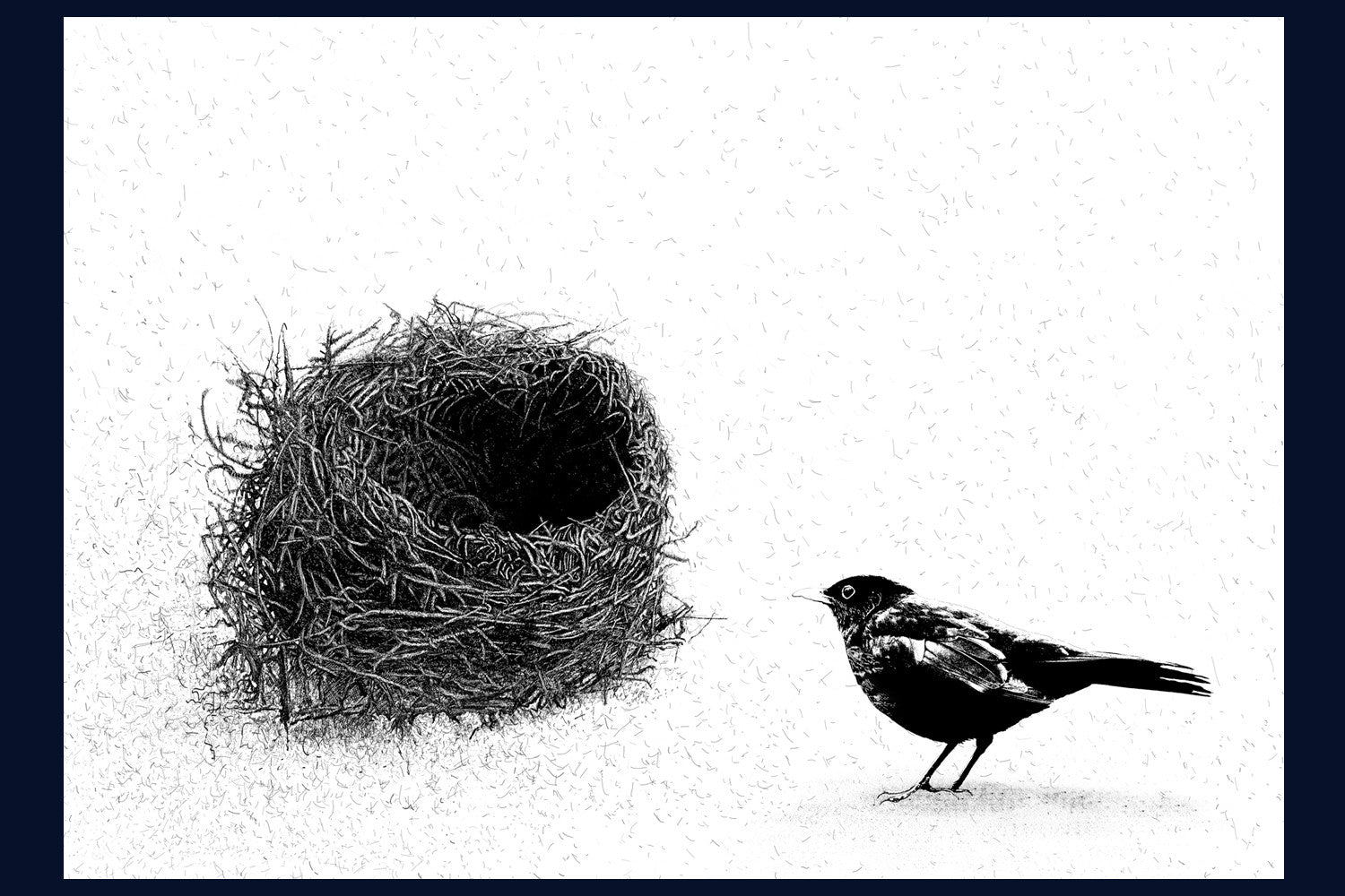 Black Bird and Nest. Norfolk. Pen and Ink artwork by Jac Scott