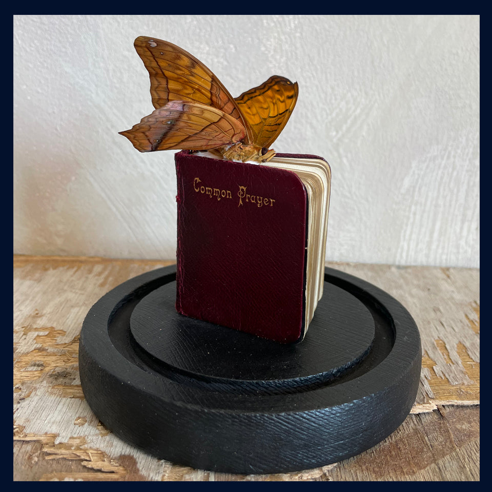 Enigma Variations Collection: Antique Miniature Common Prayer Book with a Butterfly in a Display Dome
