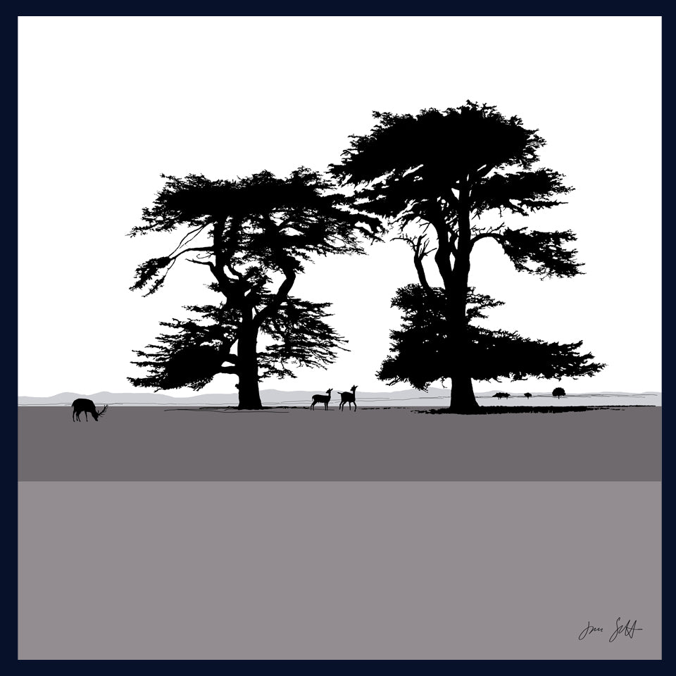 Cedars, Holkham Norfolk. Fine art framed print by Jac Scott.
