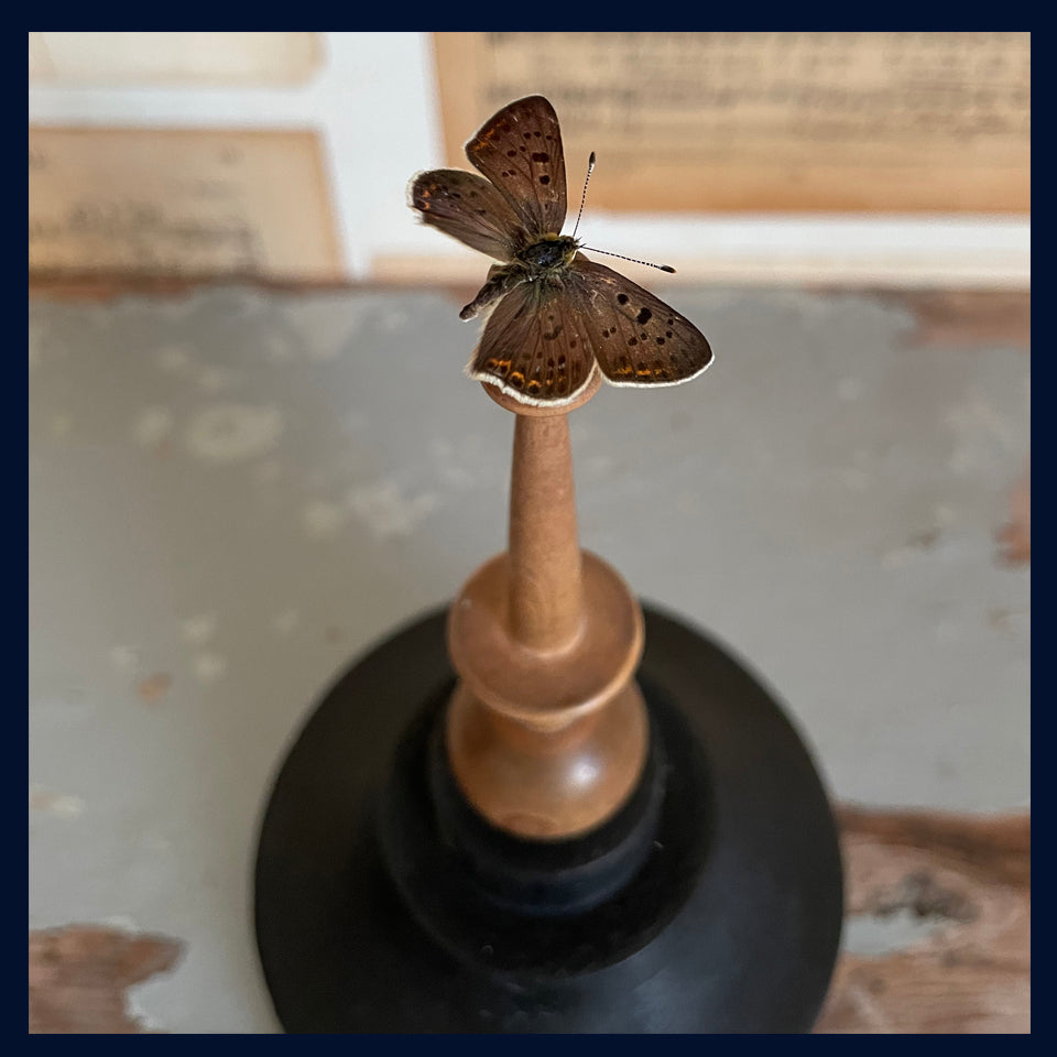 Enigma Variations Collection: Antique French Lace Bobbin with Butterfly in a Display Dome