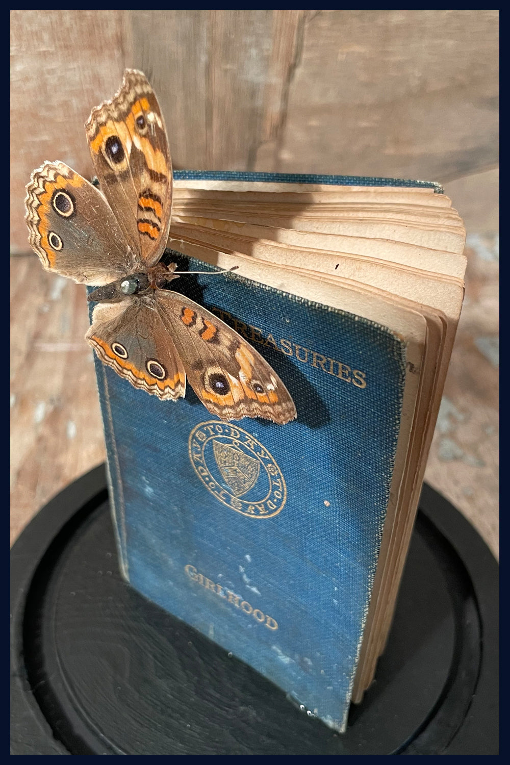 Enigma Variations Collection: Tiny 1907 Ruskin's 'Girlhood' Book with a Real Butterfly in a Display Dome