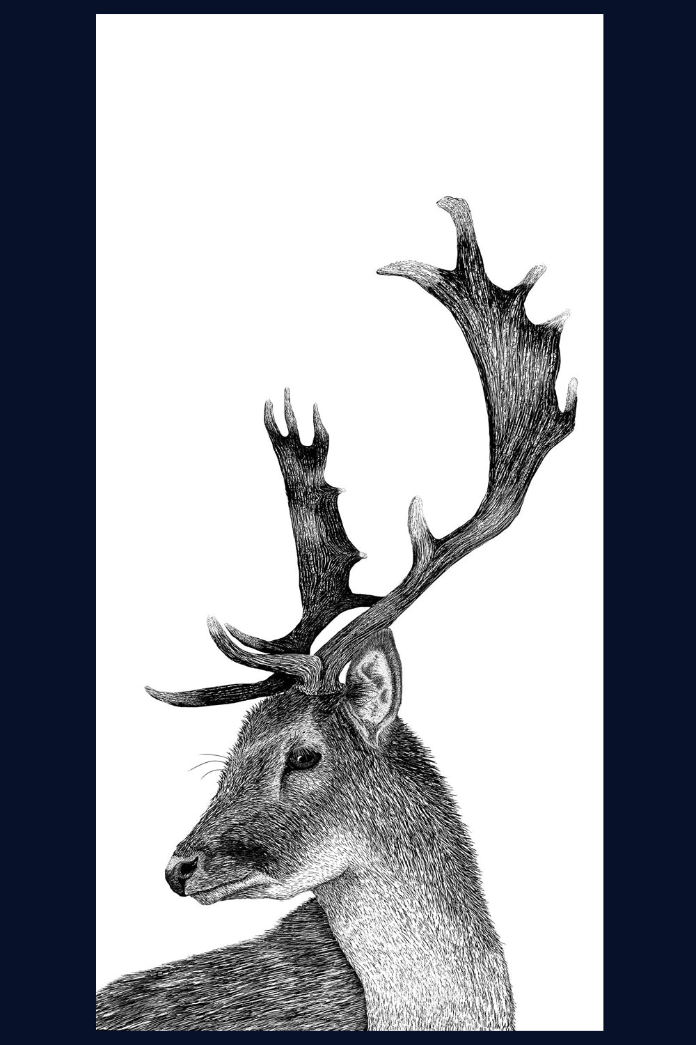 A Hard Stare: Stag. Limited Edition of 50 Fine Art Print