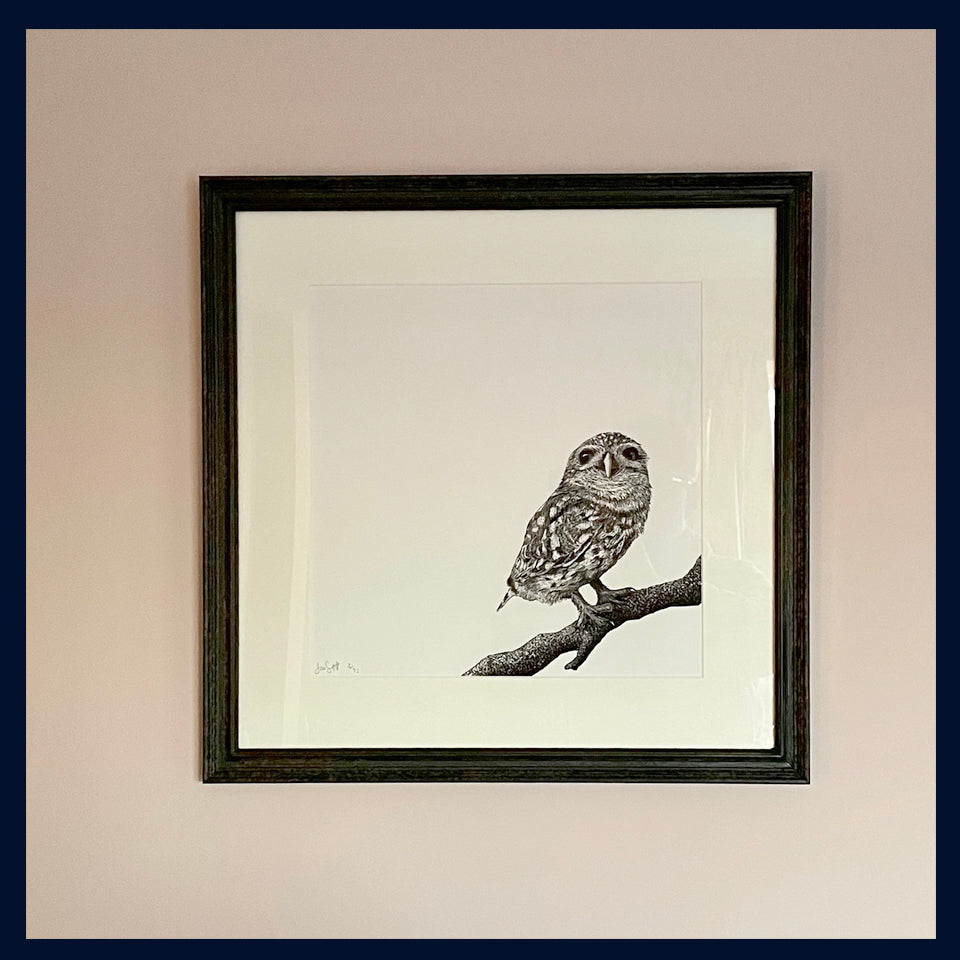 Framed Little Owl. Limited Edition of 75 Fine Art Print