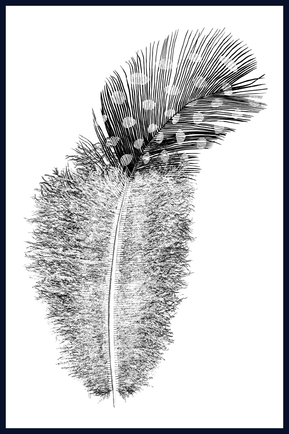 Lost Plume, feather. Norfolk. Pen and Ink artwork by Jac Scott