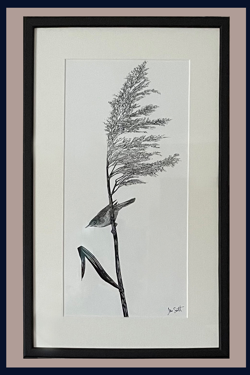 Reed Warbler Norfolk framed fine art print by Jac Scott