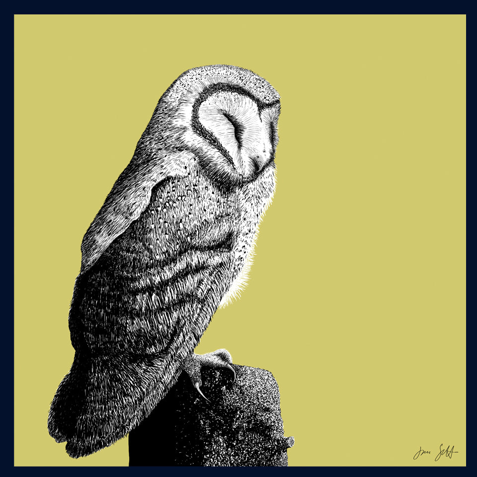 Roost 2 Owl fine art print by Jac Scott