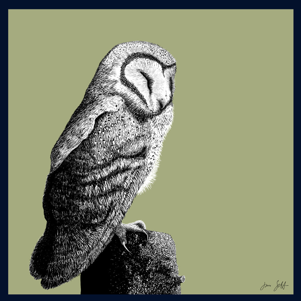 Roost 2 Owl fine art print by Jac Scott