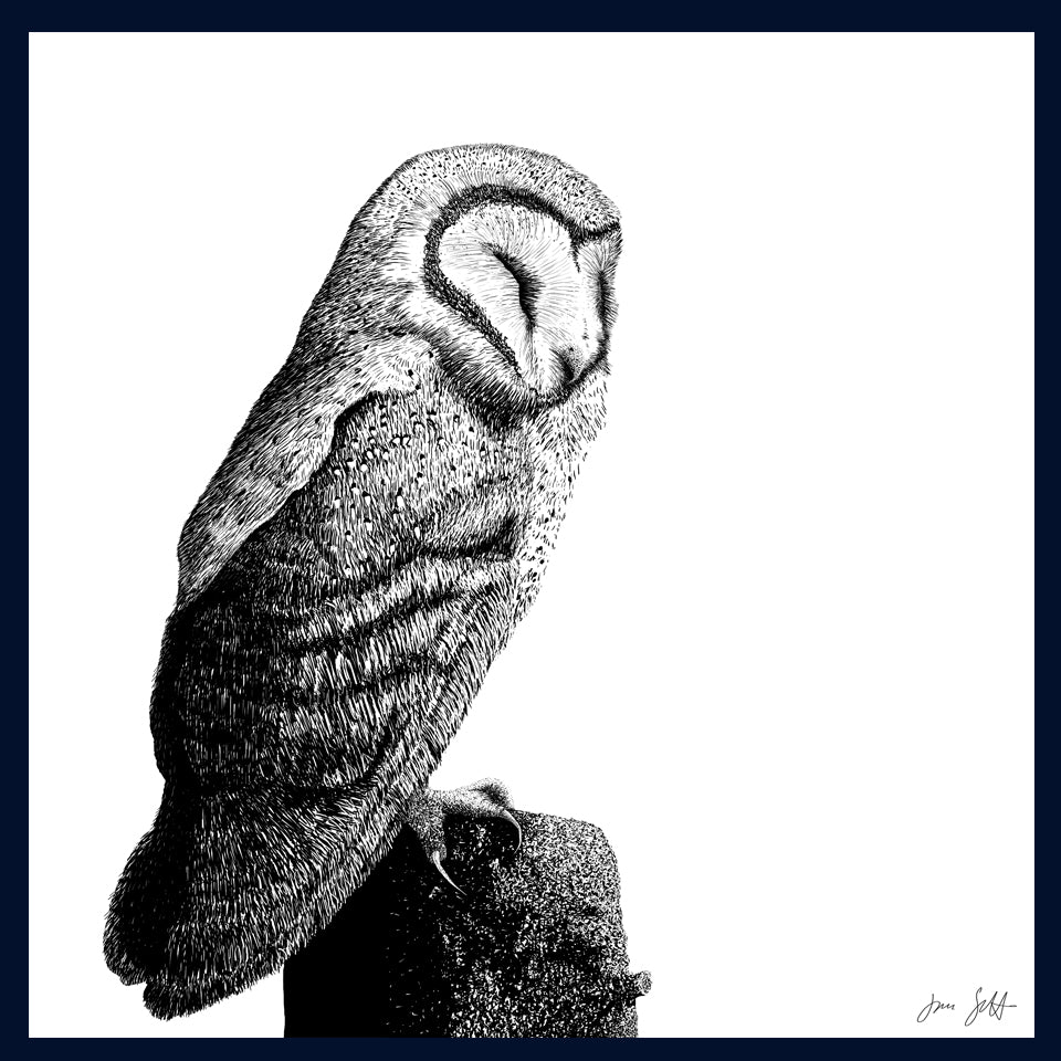 Roost 2 Owl fine art print by Jac Scott