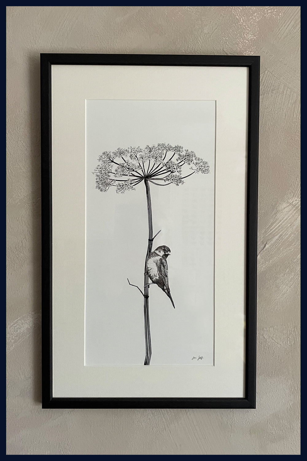 Sparrow and Cow Parsley Norfolk framed fine art print by Jac Scott