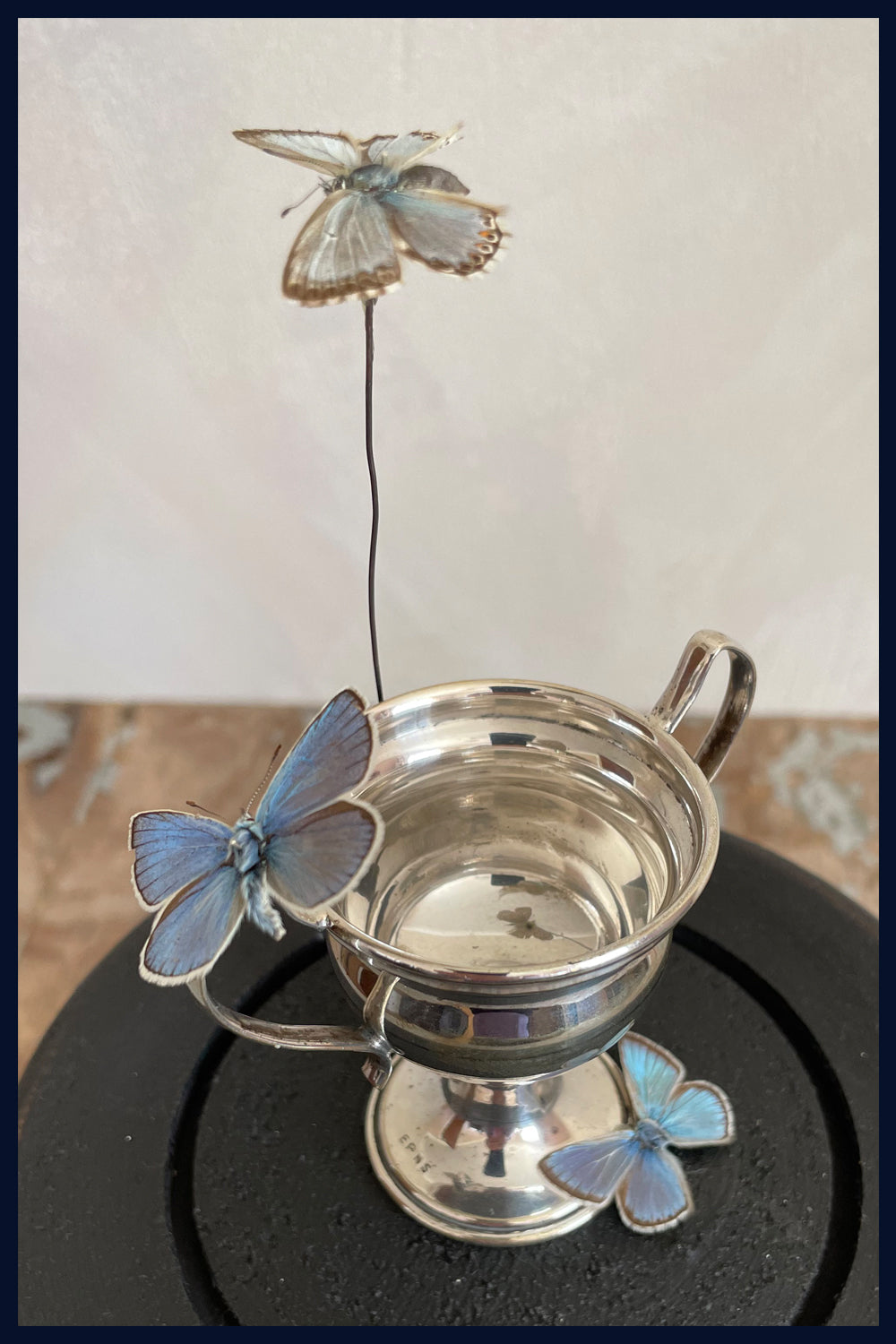 SOLD Enigma Variations Collection: A Vintage Silver-Plated Winners Cup with 3 Vintage Blue Butterflies in a Display Dome